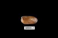 藏品(豆殼菜蛤)的圖片